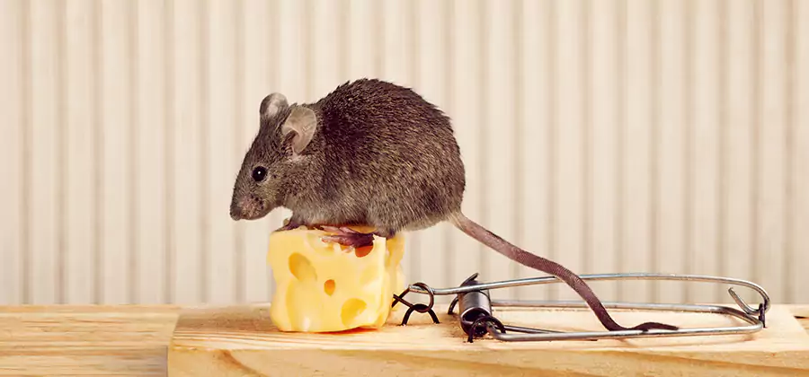 Commercial Rodent Exclusion Services in McMinnville
