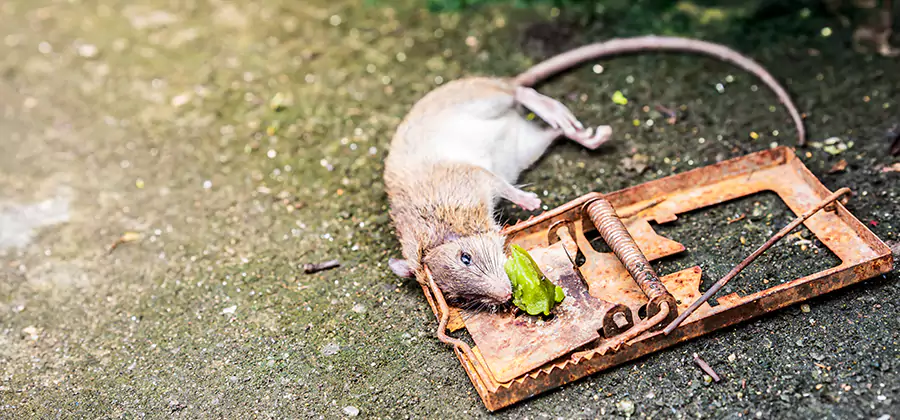 Rat Trapping in McMinnville