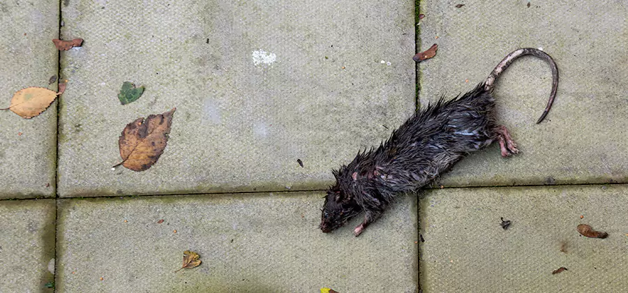 Rodent inspection service in McMinnville