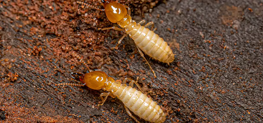 Sentricon Residential Termite Control in McMinnville