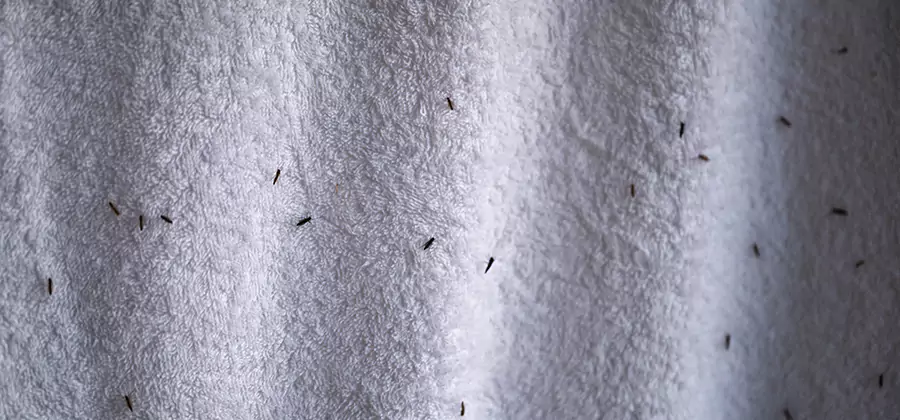 Small Black Ants in Bathroom Treatment in McMinnville