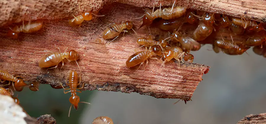 Perimeter Soil Termite Treatment in McMinnville