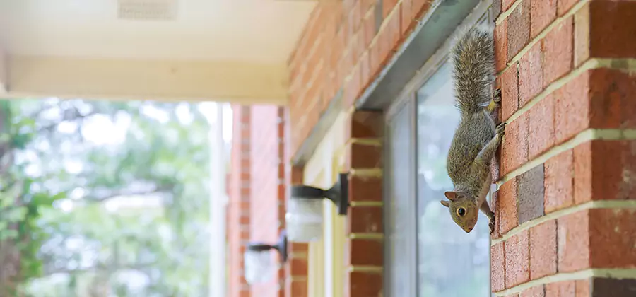 Squirrel Inside Walls Removal in McMinnville