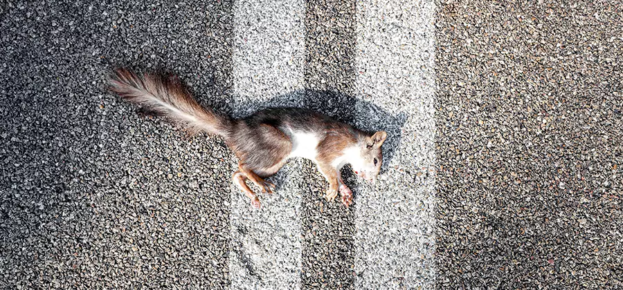 Dead Squirrel Removal in McMinnville