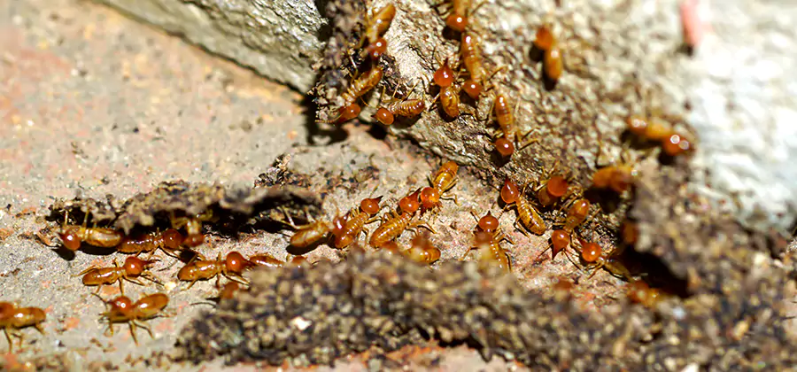 Wood Treatment and Localized Termite Solutions in McMinnville