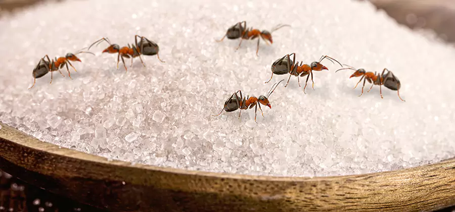 Indoor Sugar Ant Treatment in McMinnville