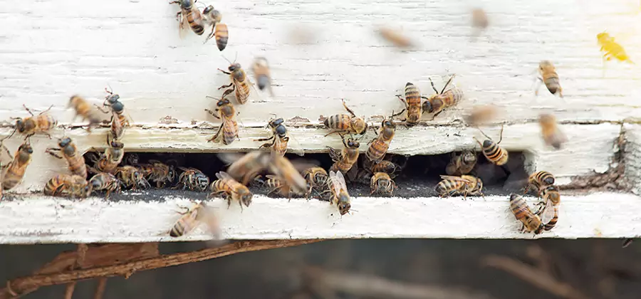 Residential Termite Fumigation in McMinnville