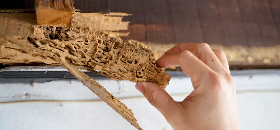 Pre-Purchase Termite Inspection in McMinnville