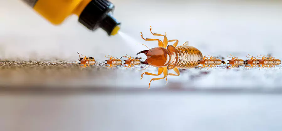 Foundation Termite Spraying Control in McMinnville