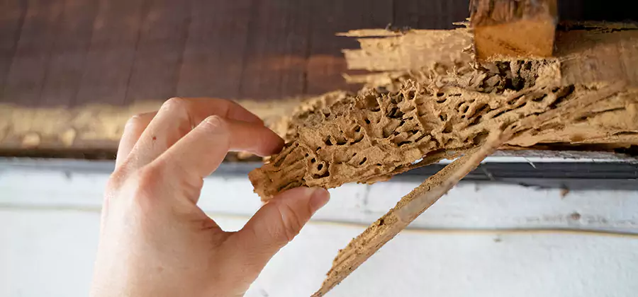 Pre-Construction Termite Treatment in McMinnville