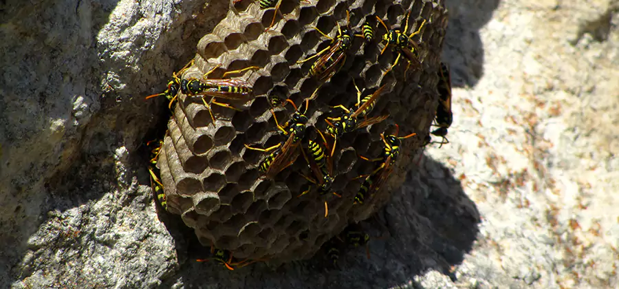 Wasp Nest in Tree Removal McMinnville