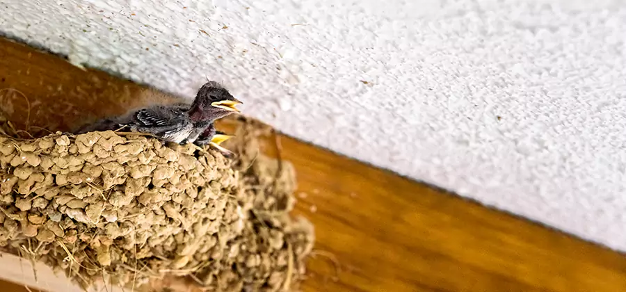 Bird Removal From House in McMinnville