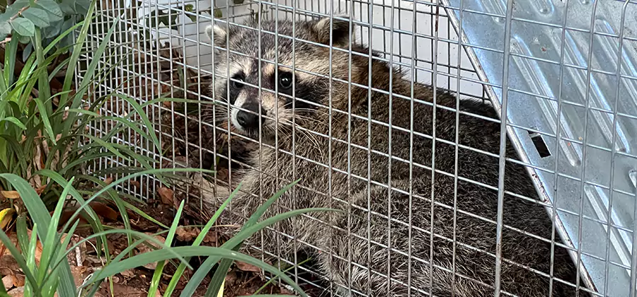Wildlife Relocation Services in McMinnville