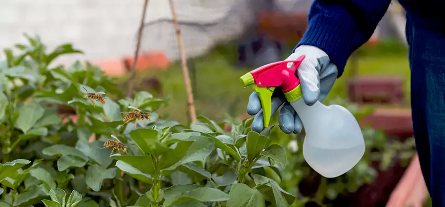 Yellow Jacket Pest Removal for Commercial Properties in McMinnville