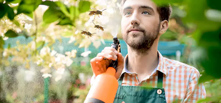 Yellow Jacket Wasp Removal in McMinnville