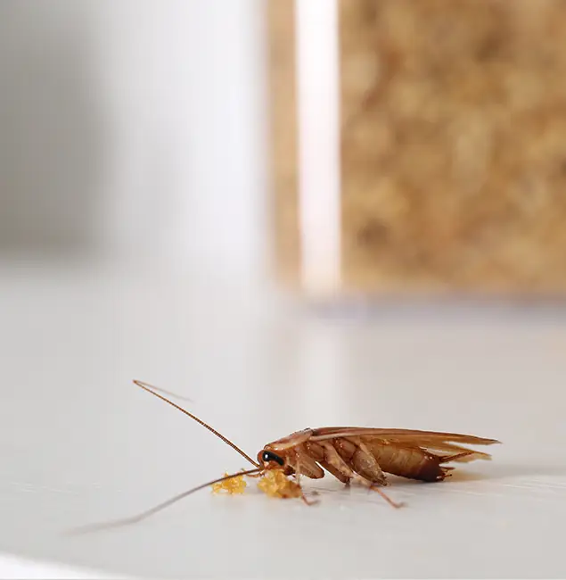 Why McMinnville Pest Control Pro Stands Out in McMinnville, OR?
