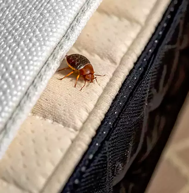Why Choose McMinnville Pest Control Pro for Bed Bug Treatment at Home in McMinnville, OR?