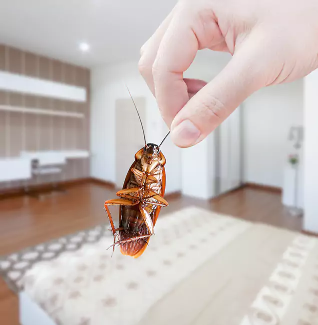 Why McMinnville Pest Control Pro Stand Out For Bed Bug Inspection in McMinnville, OR?