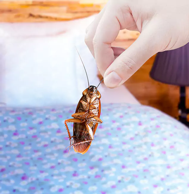 Why Choose McMinnville Pest Control Pro for Bed Bug Treatment in McMinnville, OR?