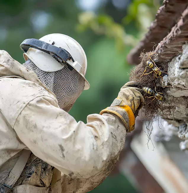 Why McMinnville Property Owners Choose McMinnville Pest Control Pro for Bee Exterminator?