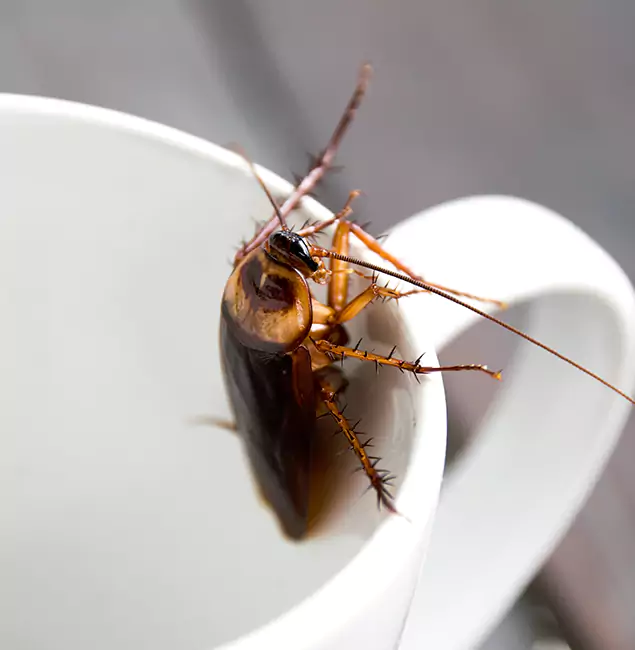 Why McMinnville, OR Residents Trust McMinnville Pest Control Pro for Cockroach Fumigation?