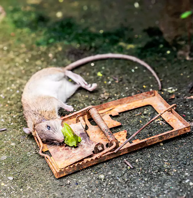 Why McMinnville, OR Homeowners Trust McMinnville Pest Control Pro for Rodent Removal?