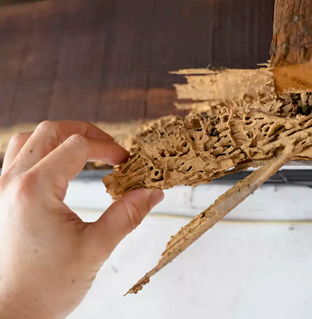 Why Choose McMinnville Pest Control Pro in McMinnville, OR?