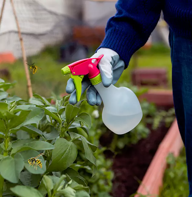 Why McMinnville Homeowners Choose McMinnville Pest Control Pro for Honey Bee Removal?