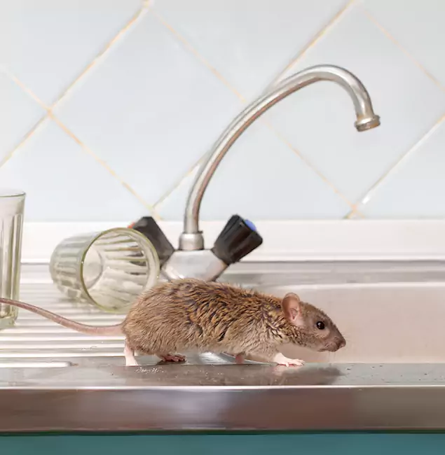 Why McMinnville, OR Trusts McMinnville Pest Control Pro for Humane Rodent Control?