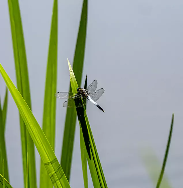 Why McMinnville Families Trust McMinnville Pest Control Pro for Mosquito Prevention?