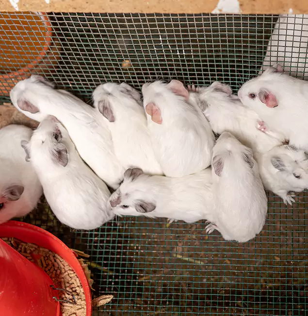 Why McMinnville Pest Control Pro Is the Trusted Choice in McMinnville, OR?