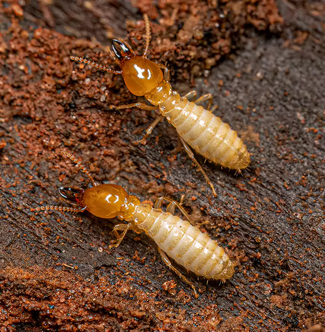 Why Choose McMinnville Pest Control Pro for Termite Treatment Without Tenting in McMinnville, OR?