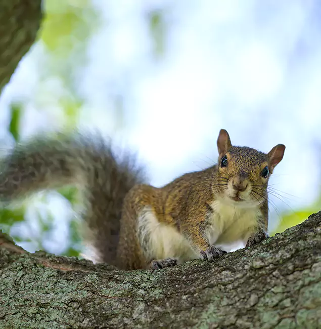 Why McMinnville, OR Relies on McMinnville Pest Control Pro for Squirrel Pest Control?