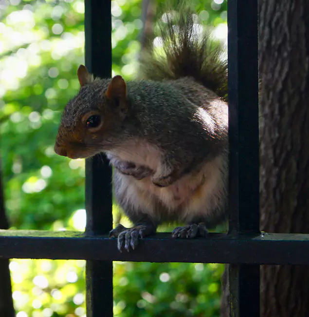 Why McMinnville, OR Chooses McMinnville Pest Control Pro for Squirrel Removal?