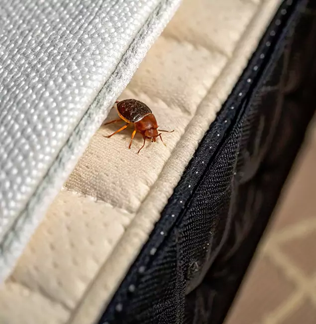 Why McMinnville Homeowners Trust McMinnville Pest Control Pro for Tick Treatment?