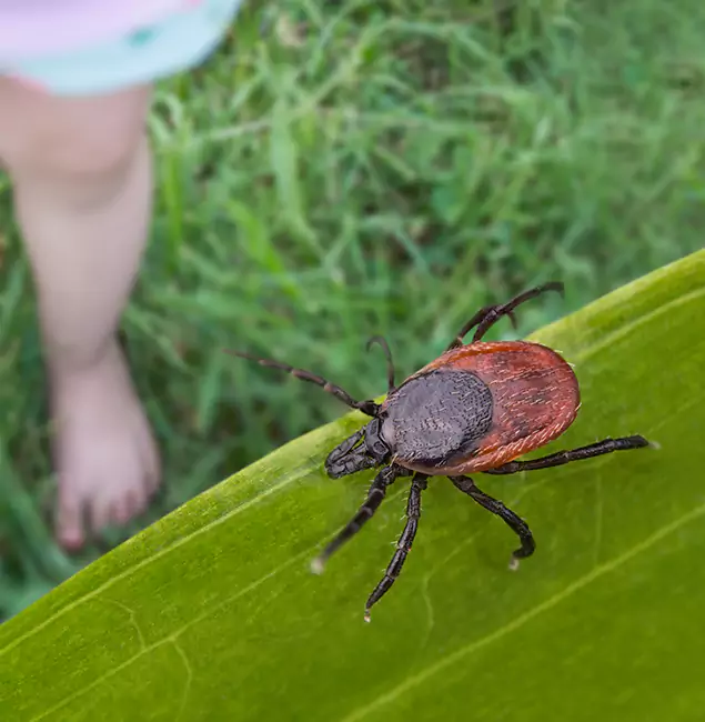 Why McMinnville Homeowners Choose McMinnville Pest Control Pro for Tick Extermination?