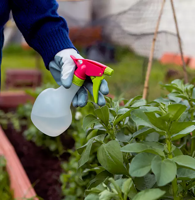 Why McMinnville Relies on McMinnville Pest Control Pro for Wasp Control Services?