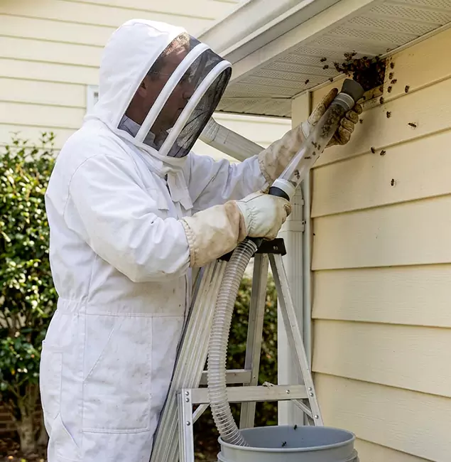 Why McMinnville Trusts McMinnville Pest Control Pro for Wasp Control?