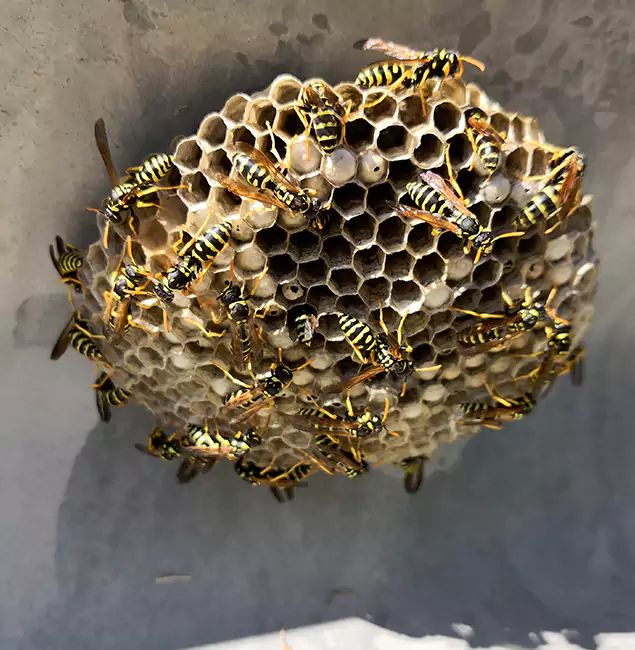 Why McMinnville Chooses McMinnville Pest Control Pro for Wasp Control Services?