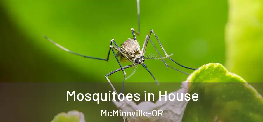 Mosquitoes in House McMinnville-OR