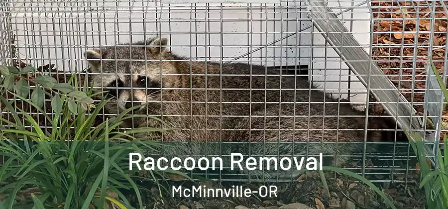 Raccoon Removal McMinnville-OR