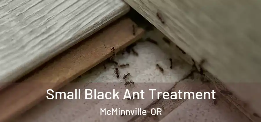 Small Black Ant Treatment McMinnville-OR