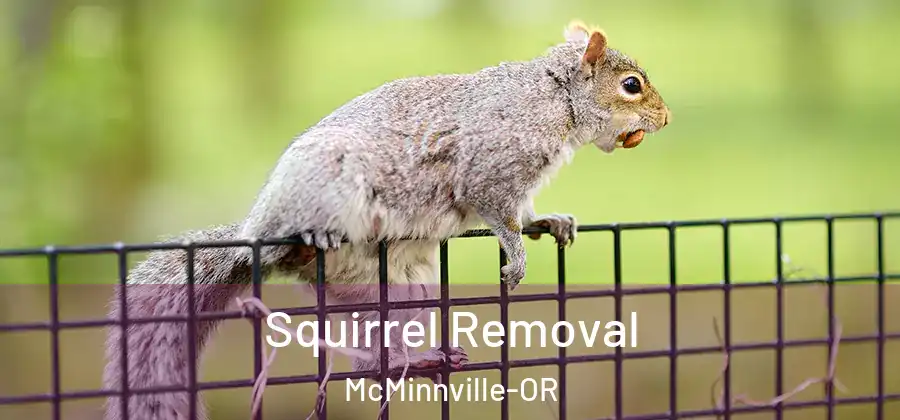 Squirrel Removal McMinnville-OR